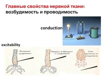 Соединительная ткань возбудимость и проводимость