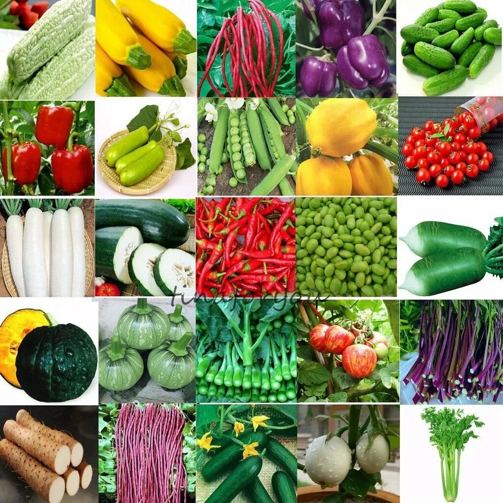 Лучшие семена овощей