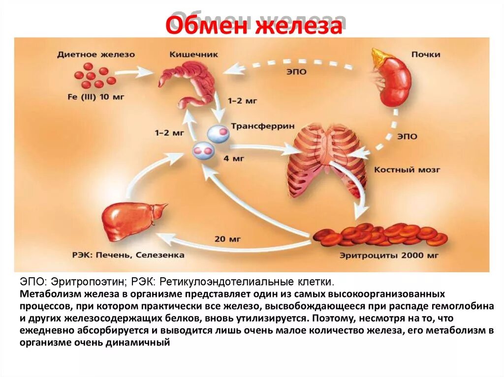 Схема всасывания железа в организме. Циркуляция железа в организме. Обменные процессы железа. Схема обмена железа в организме биохимия.