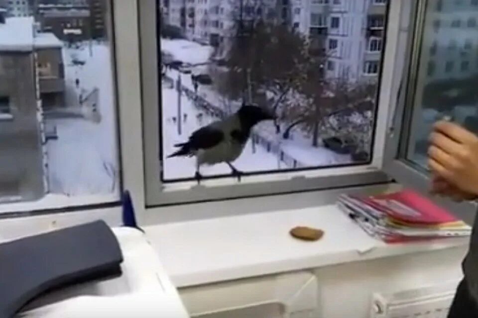 Птичка садится на окошко. Птица села на окно. Птица села на окно примета. Черный ворон в окно бьется. Примета птичка села на окно.