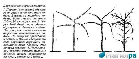 Подрезают ли малину