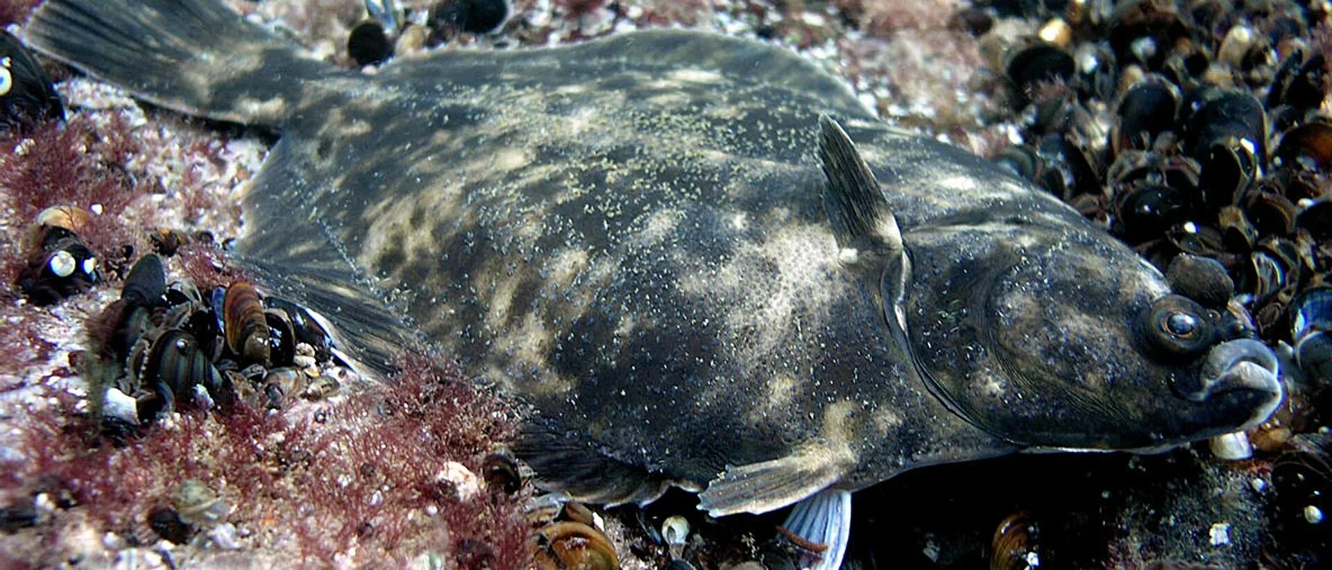 Камбала Баренцево море. Рыбы Балтийского моря. Фауна Балтийского моря. Рыба обитающая в Балтийском море.