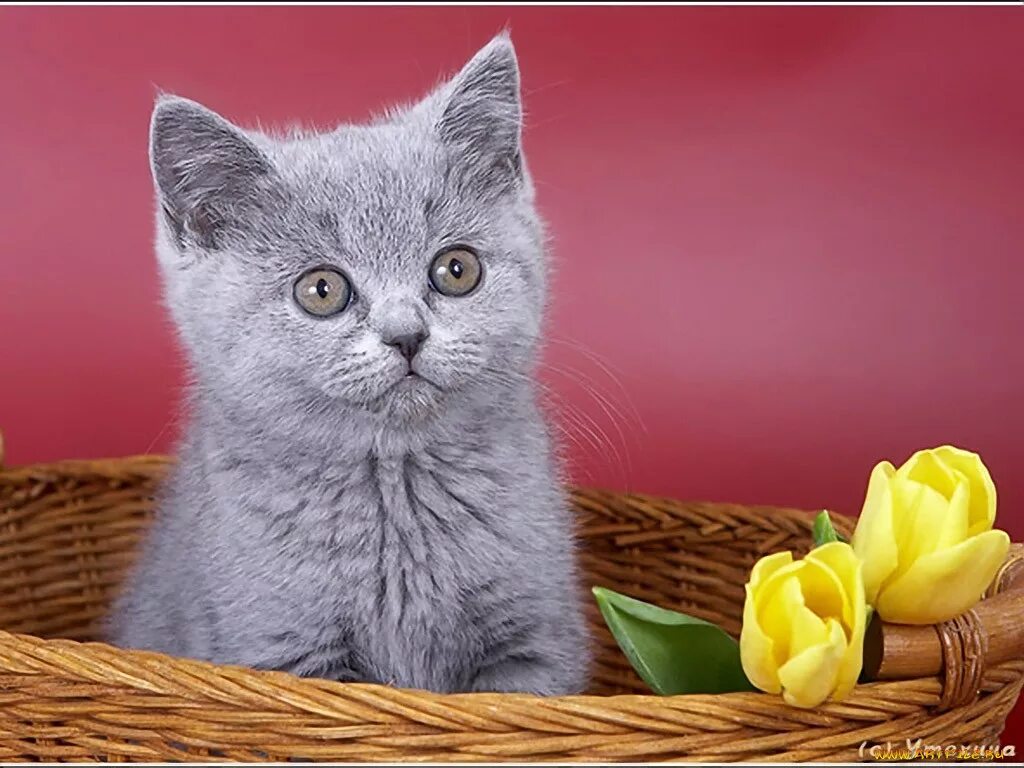 Котик с пожеланием хорошего