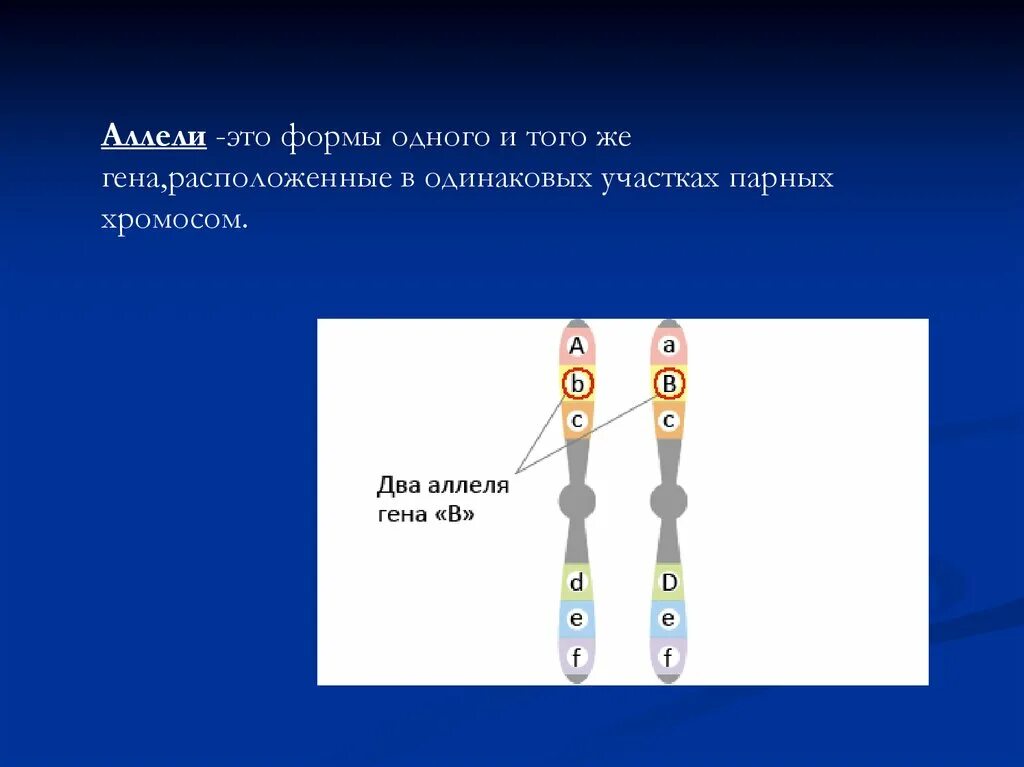 Группа генов расположенных в одной хромосоме. Парные хромосомы это. Аллель. Как называются парные хромосомы. Гены расположены в разных хромосомах.