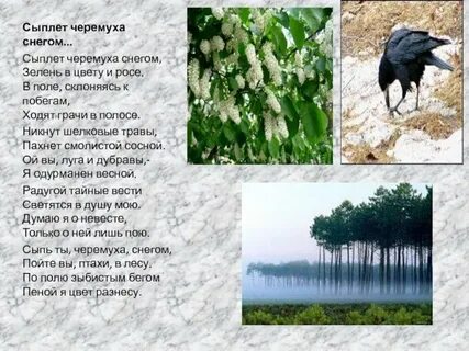 Есенин грачи