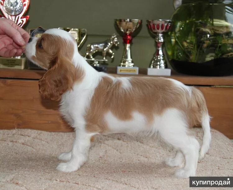 Кавалер кинг чарльз спаниель стрижка. Кавалер кинг чарльз спаниель рубин. Кавалер кинг чарльз спаниель стрижка. Груминг кинг чарльз спаниеля. Груминг кавалер кинг чарльз спаниель.