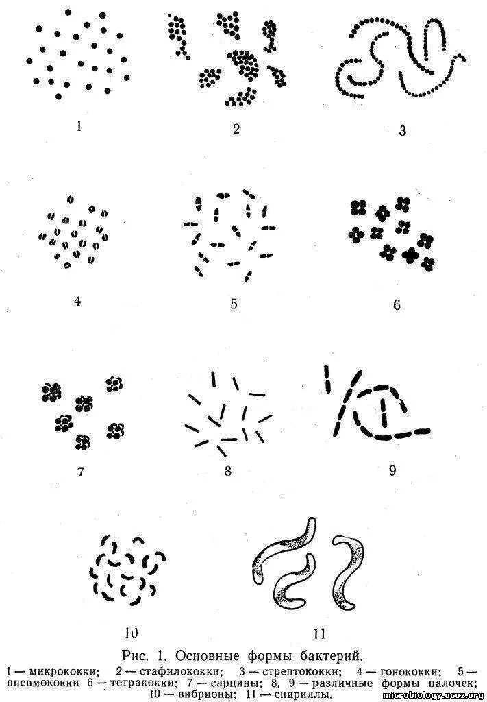 Бактерии известные виды. Формы бактериальных клеток микробиология. Строение извитых форм бактерий. Основные формы бактерий рисунок. Нарисуйте основные формы бактерий..