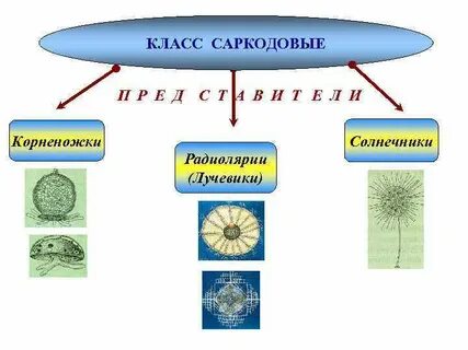 Подтип саркодовые