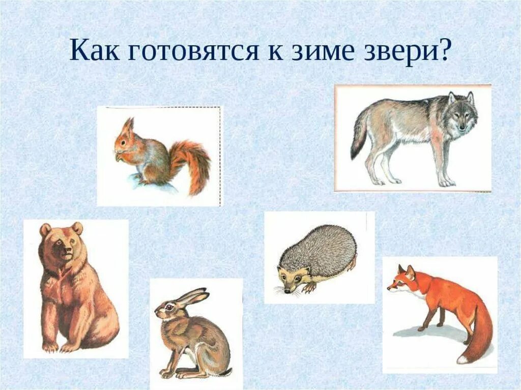 Животные готовятся к зиме занятие