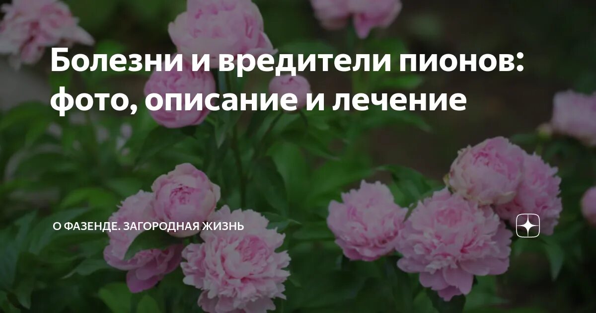 Болезни пионов. Серая гниль пионов. Болезнь пионов фото и описание. Пионы болезни и вредители. Ботритис на пионах листья.