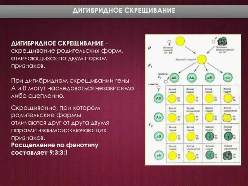Соотношение фенотипов при дигетерозиготном скрещивании. Соотношение фенотипов при дигетерозиготном скрещивании