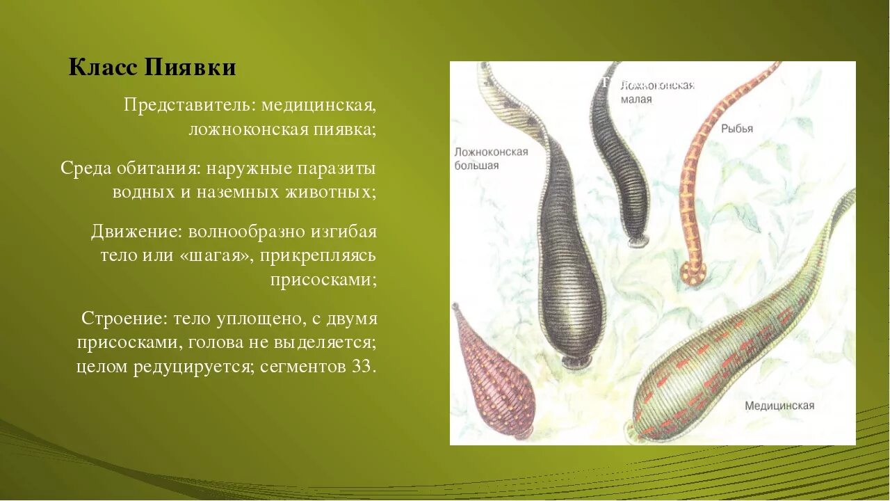 Образ жизни и особенности строения класса пиявки. Большая ложноконская пиявка строение. ложноконская пиявка среда обитания. кольчатые черви класс медицинская пиявка.. кольчатые черви пиявки представители.