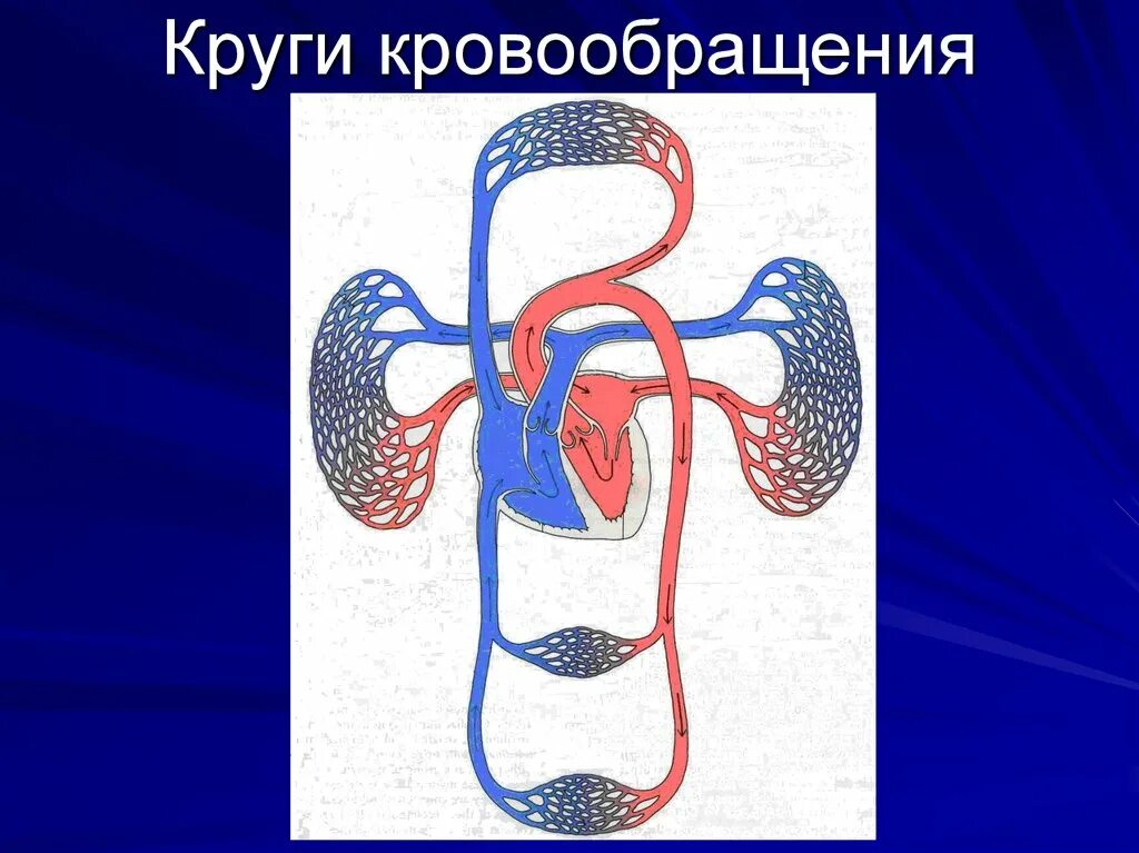 Средний круг кровообращения. Круги кровообращения. Круги кровообращения схема. Большой и малый круг кровообращения. Большой круг кровообращения.