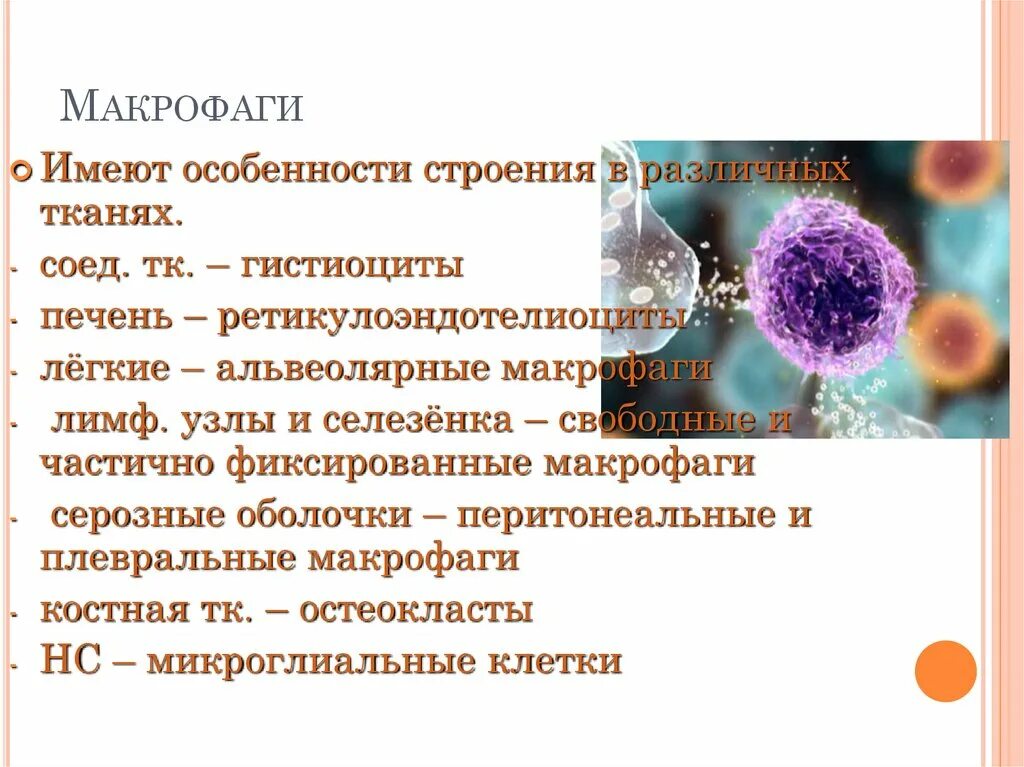 Фагоциты и макрофаги. Фагоциты строение. Классификация фагоцитов. Классификация и функции фагоцитов. Клетками макрофагами являются