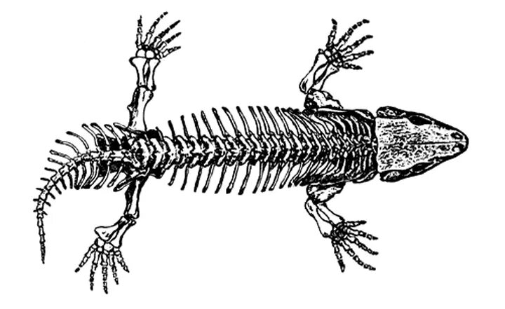 китайская исполинская саламандра. эриопс. эриопс амфибия. окаменелости амфибий. кулазух прогулки с динозаврами.