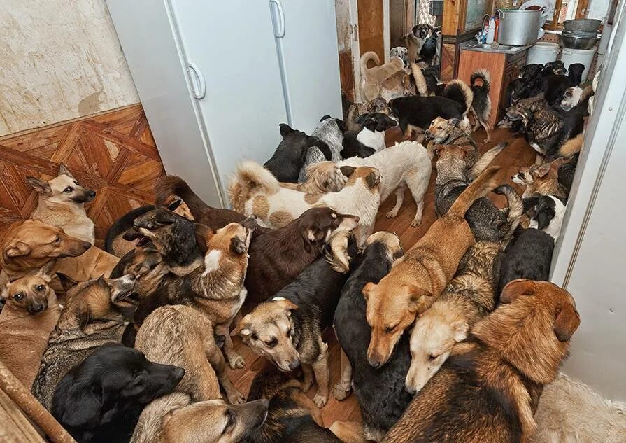 Можно ли содержать кошку