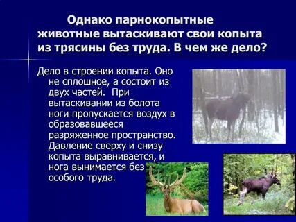 Парнокопытные значение