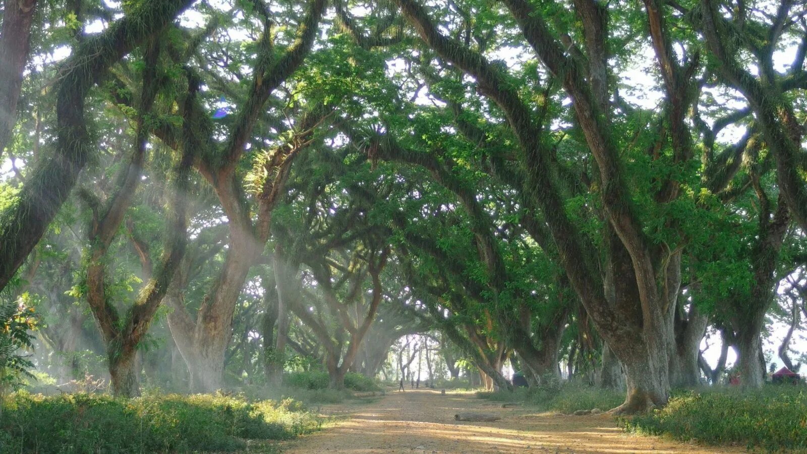 Wardjo Banyuwangi. Banyuwangi.