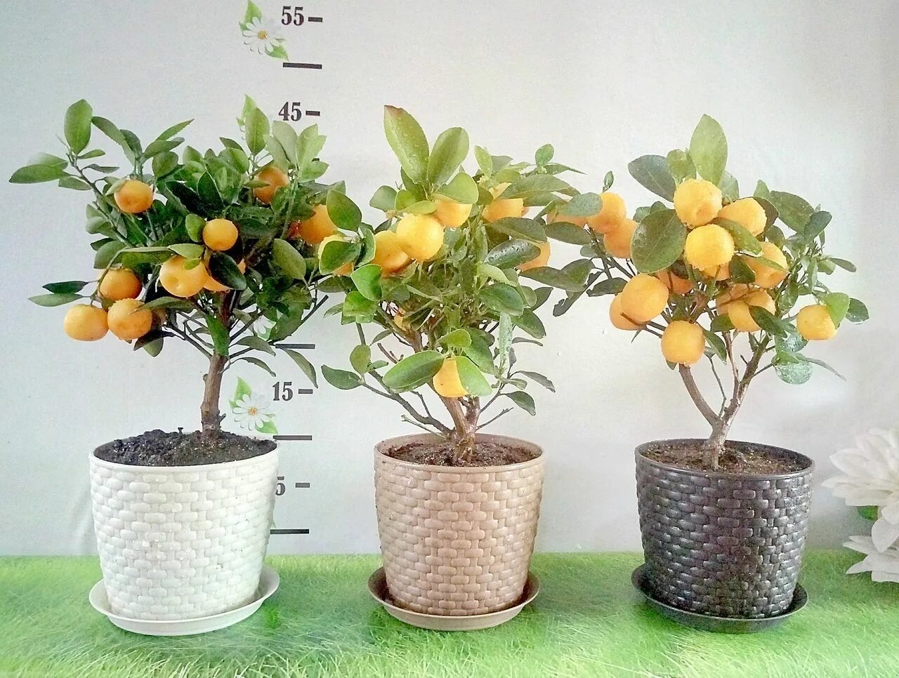 Мандарин купить в горшке. Мандариновое дерево. Цитрус мандарин комнатный. Дерево лимон мандарин деревья. Мандариновое дерево в горшке.