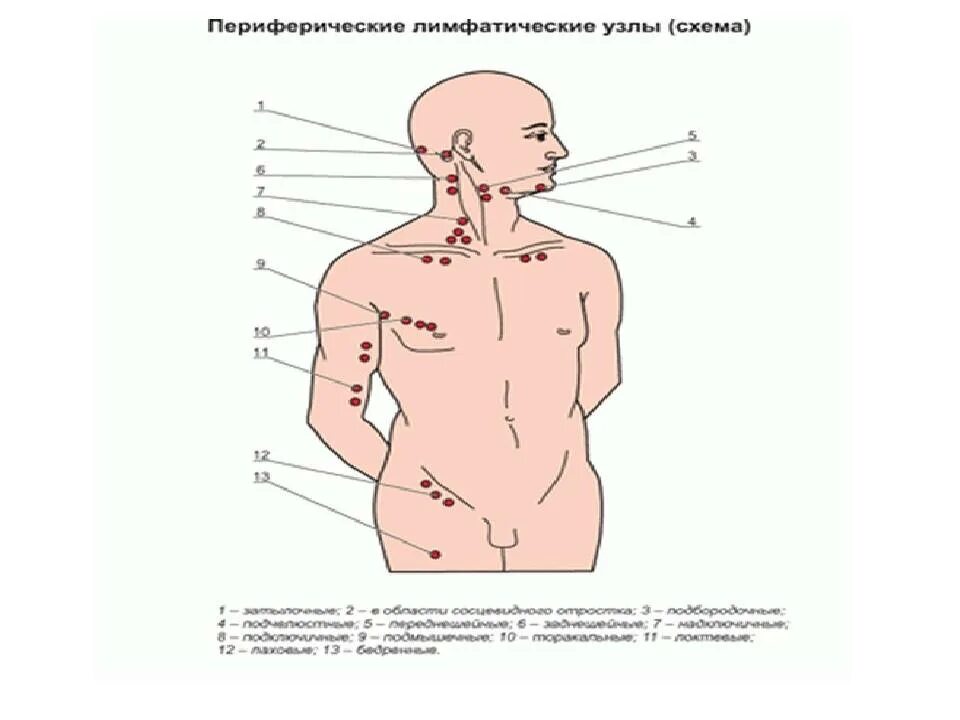 Лимфоузлы на грудной клетке у мужчин схема. Торакальные лимфоузлы расположение. Паховые лимфатические узлы схема. Почему увеличивается лимфатические узлы