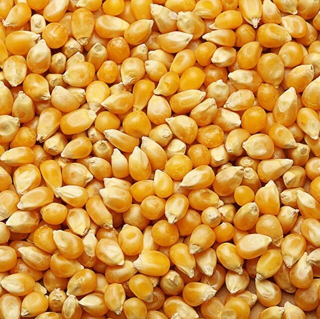 Кукурузные зерна. Кукуруза (зерно). Кормовая кукуруза. Кукуруза фураж.