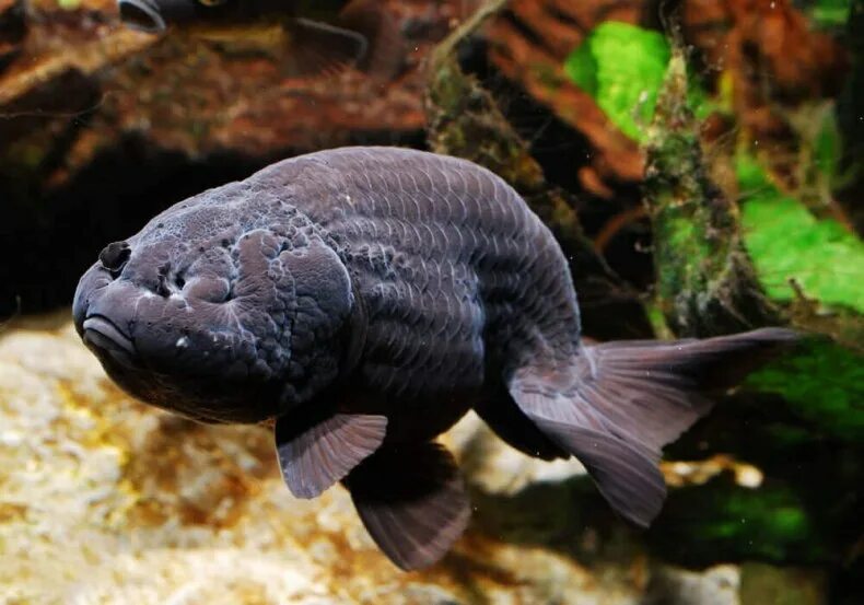 Черная рыба 6 букв. Ранчу Золотая рыбка черная. Ранчу рыбка аквариумная. Ранчу черный рыбка. Ранчу красный.