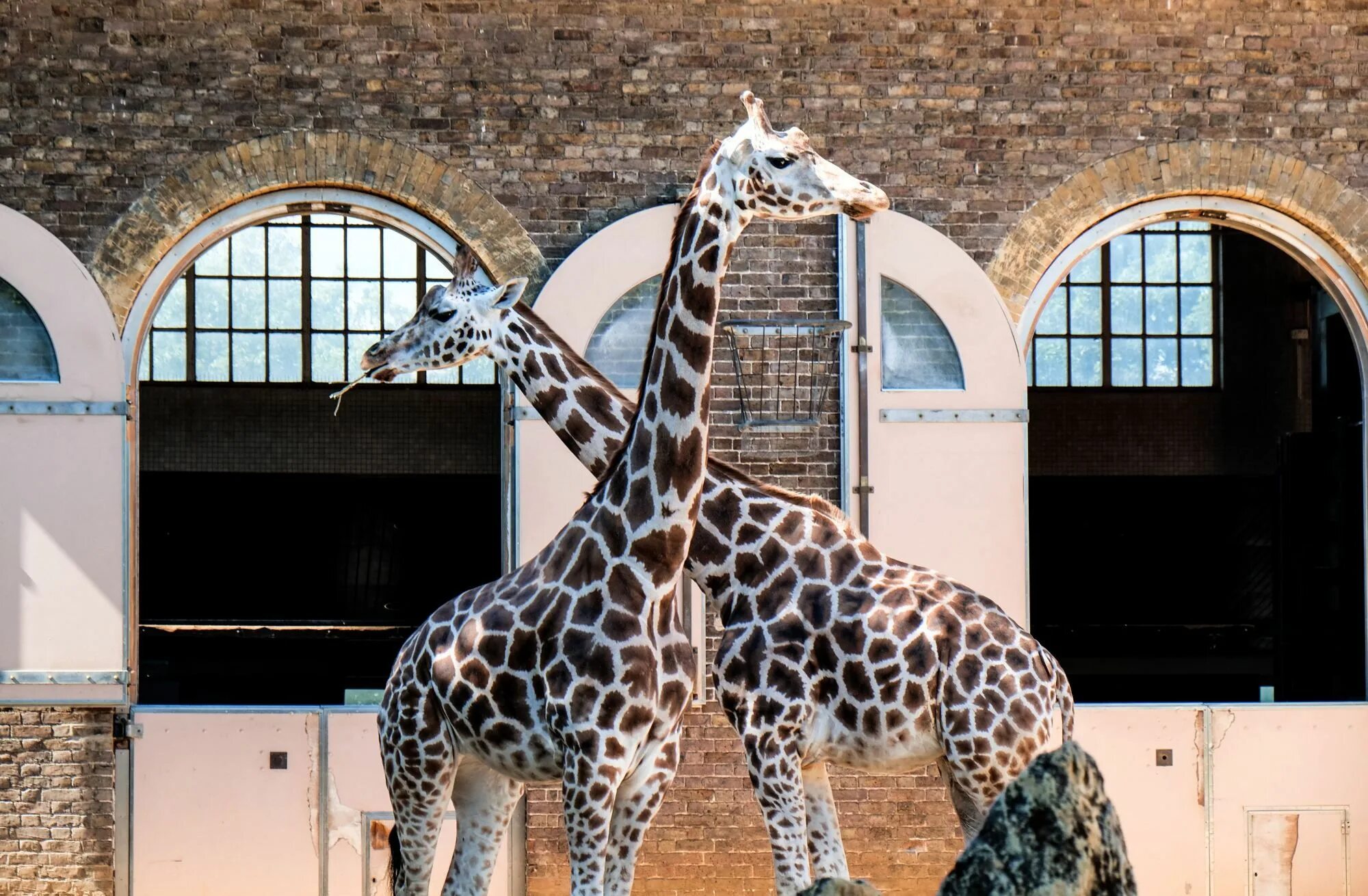 Лондонский зоопарк (London Zoo). Риджентс парк зоопарк. Лондонский зоопарк Жираф. Достопримечательности зоопарка в Лондоне.