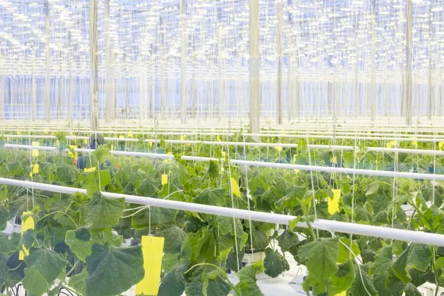 усть катав тепличный комплекс. усть катав тепличный комплекс. усть катав тепличный комплекс. тепличный комплекс горный в усть-катаве. тепличный комплекс горный в усть-катаве.