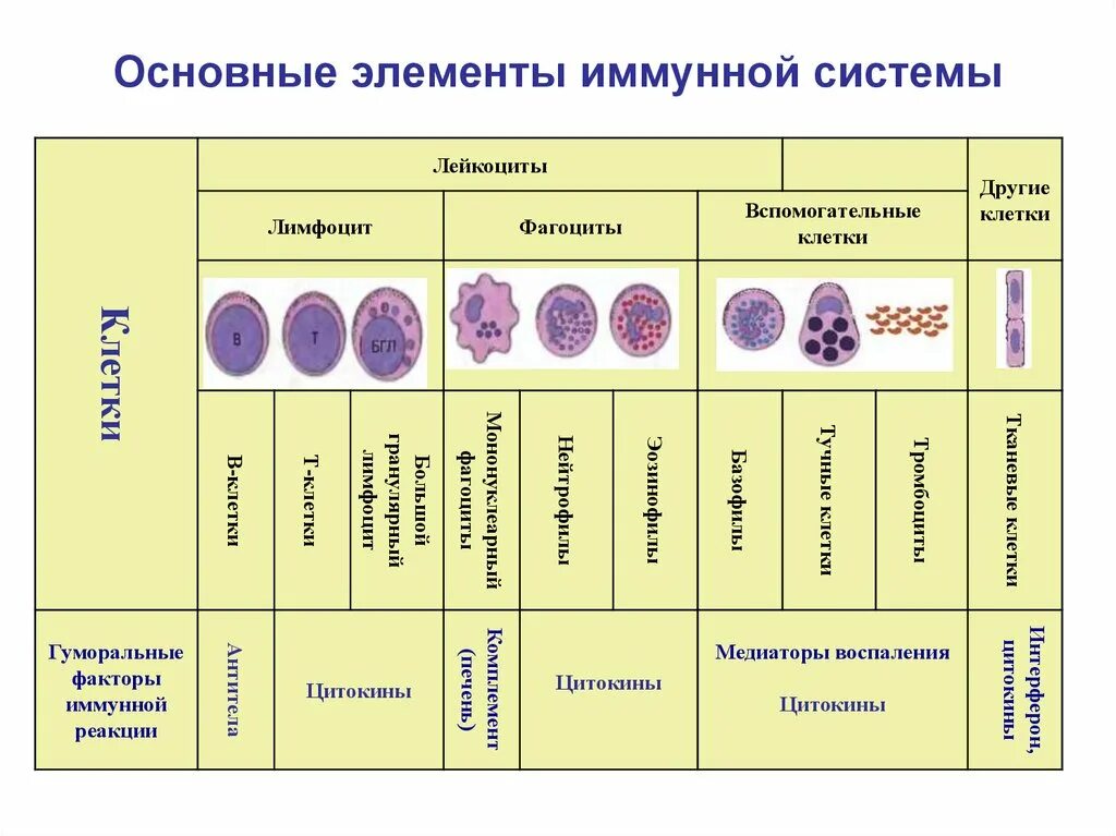 Общие элементы. Клетки крови элементы иммунной системы. характеристика клеток иммунной системы. основные клетки иммунной системы характеристики. вспомогательные клетки иммунной системы.