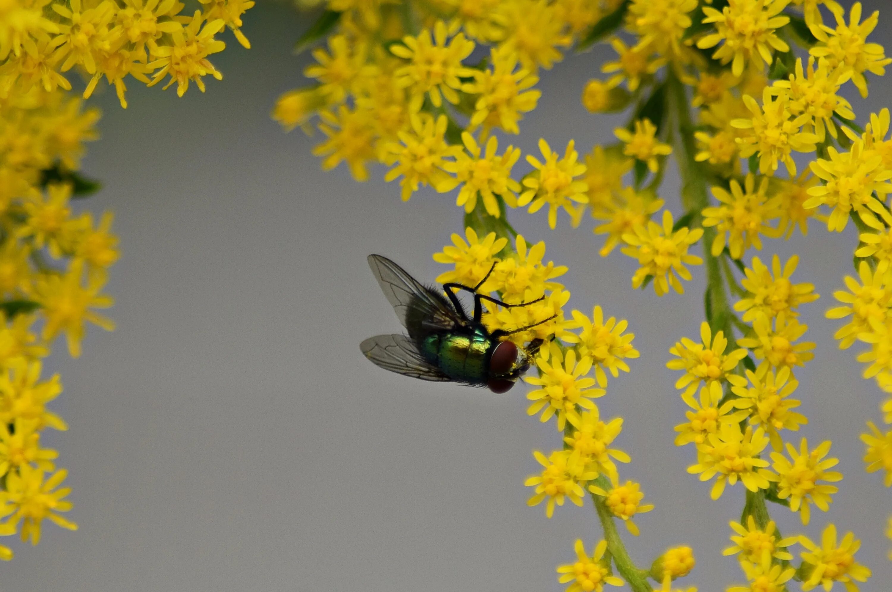 Растения от мух. Желтые цветы от мух. Желтые цветочки от мух. Пчела за данью полевой. Цветочная Муха.