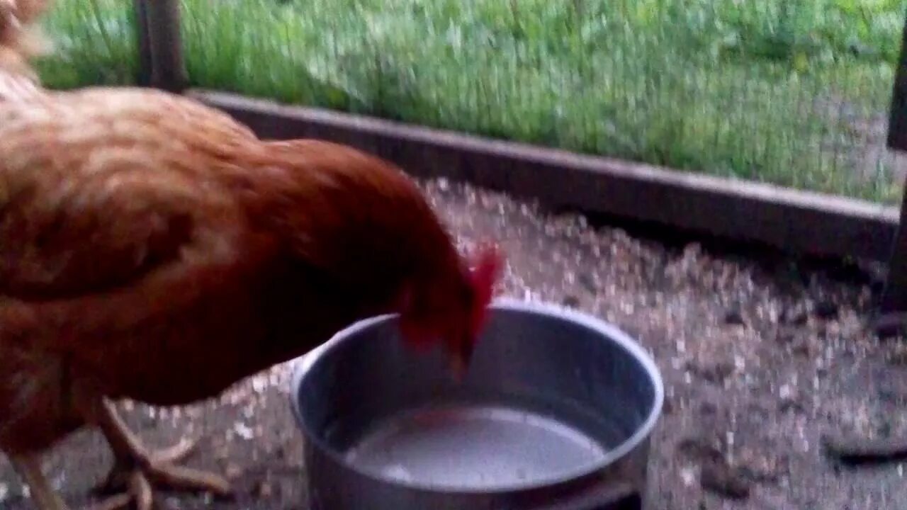 Курица пьет воду. Петух пьет. Курочка водички напьется. Курица напилась воды. Курица пьет.