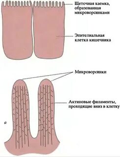 Какая структура отвечает за форму клетки