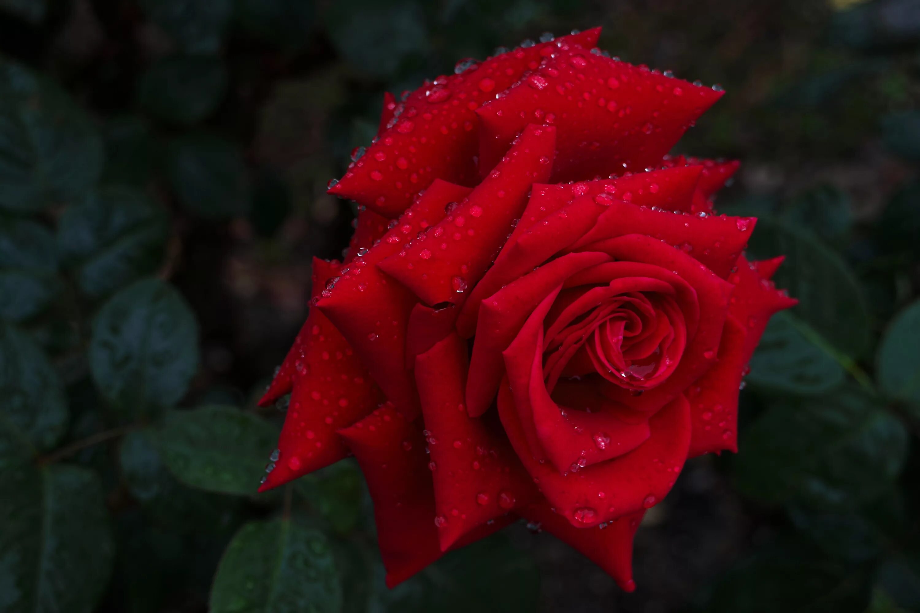 Разгадывать розы. Красивые розы. Красный цветок. Алые розы. Самые красивые розы.