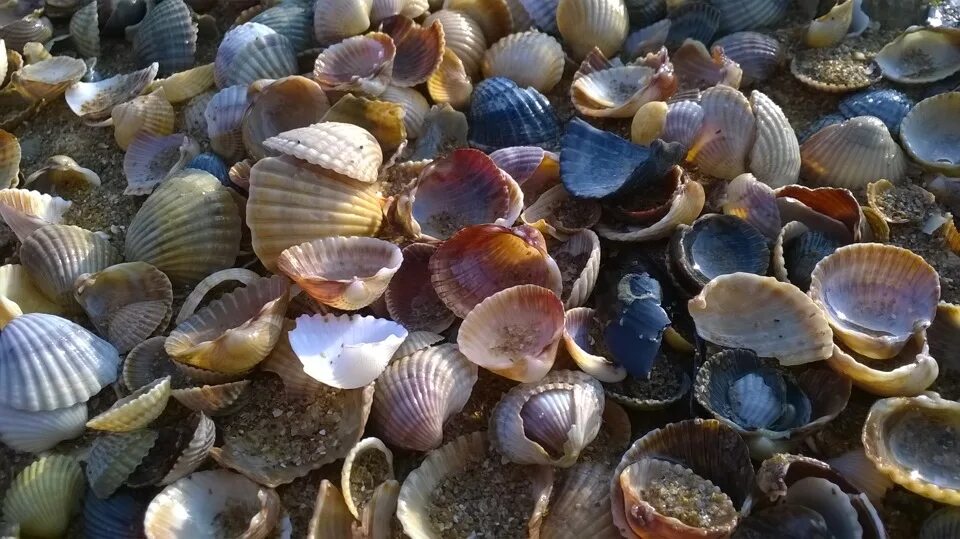 Моллюск рапана Азовское море. Устрицы в Азовском море. Рапан Черноморский. Устрицы ракушки черного моря. Какие ракушки едят