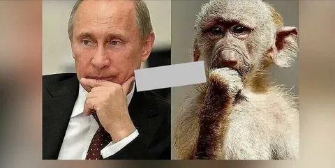 Станем обезьянами