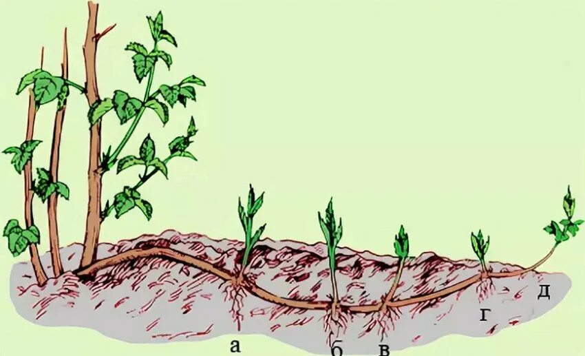 Размножение малины корневыми отпрысками. Ремонтантная малина корневые отпрыски. Корневая поросль малины. Корневые черенки малины. Корни ремонтантной малины