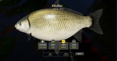 Buffalo.jpg 