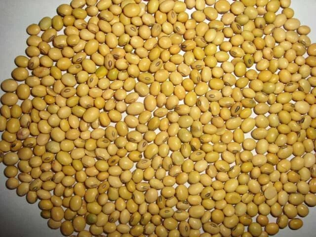 Семена сои сорта. Ультраскороспелый сорт сои. семена сои. seed семена сои. мозаика сои.