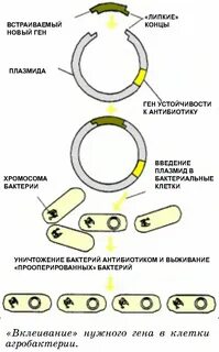 Введение гена в бактериальные клетки