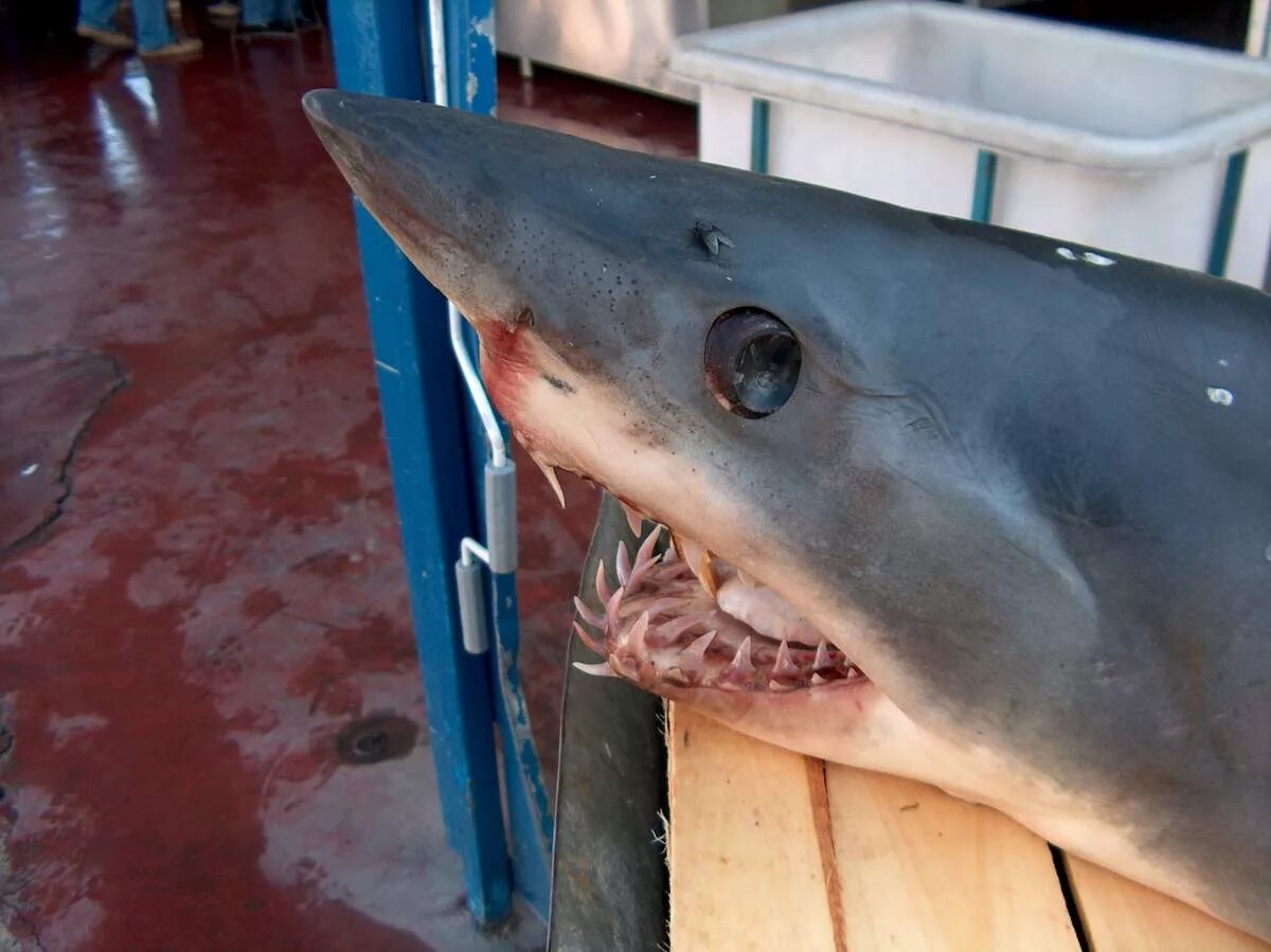 Опасна ли акула мако. Акула мако. Isurus oxyrinchus акула мако. Сельдевая акула мако. Серо голубая акула мако.
