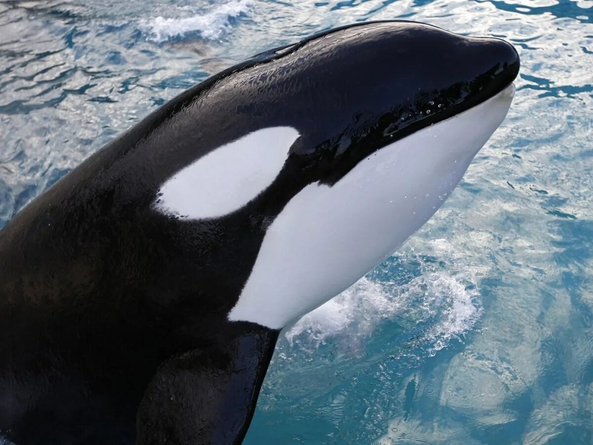 Косатка orcinus orca. Orcinus orca коса́тка orca killer whale. Кит и касатка и дельфин. Касатка с рыбой на голове. Китообразные касатка.