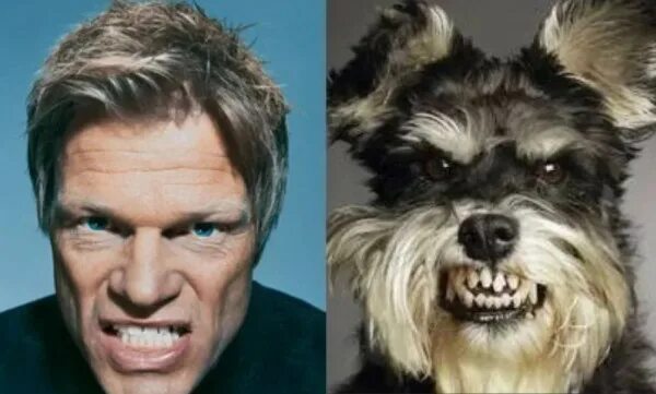 Я кому похожа на актера. Собаки похожие на знаменитостей. На кого похож. Забавные сходства собака. Кто на кого похож.
