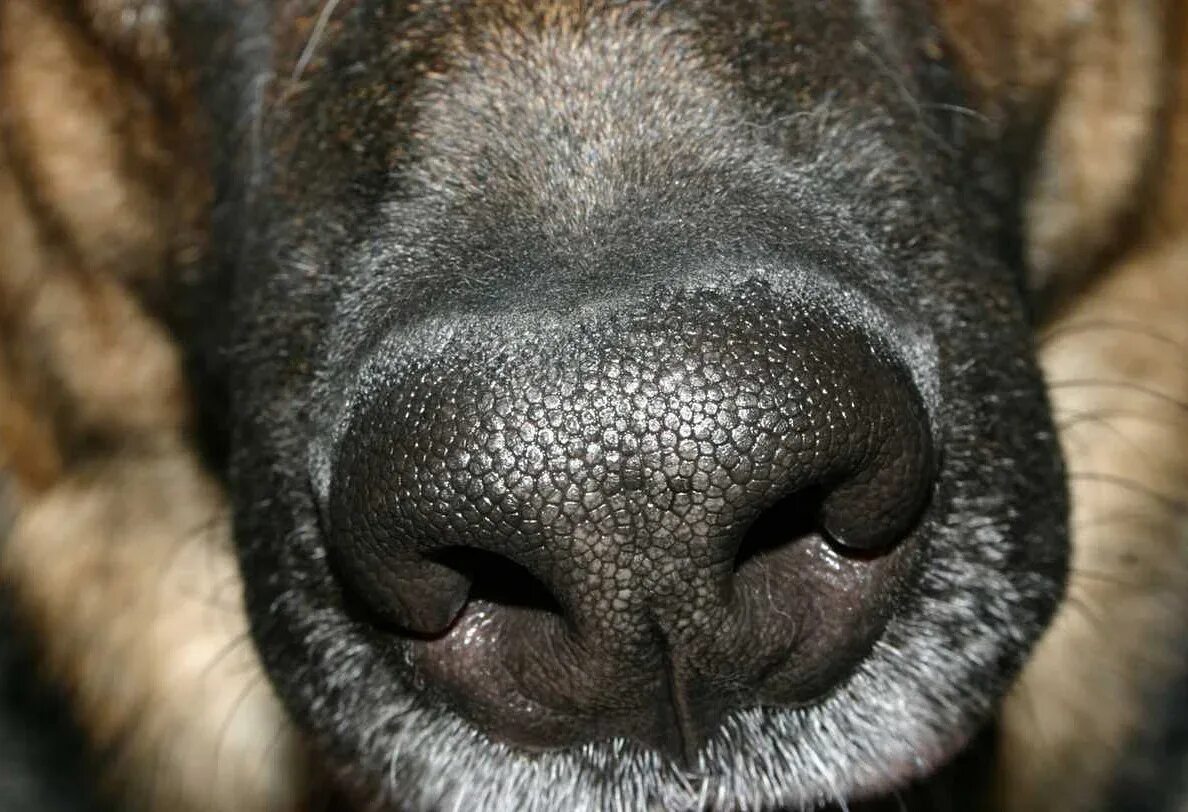 Анатомия носа собаки. Нос собаки. Гиперкератоз у собаки на носу. Гиперкератоз у собаки на носу. Гиперкератоз (hyperkeratosis) собак.