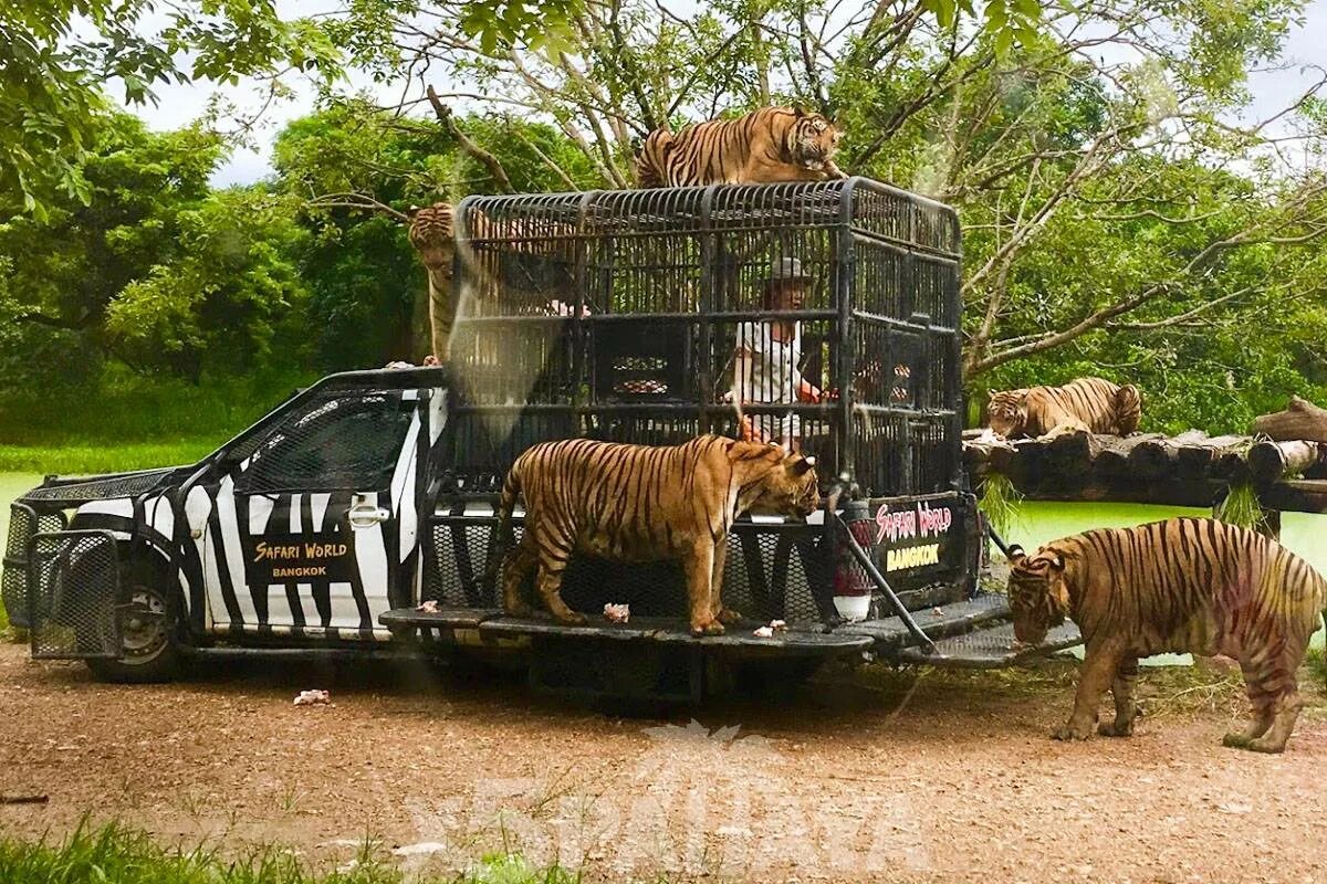 Крюгер парк юар. Сафари крюгер парк. Сан диего сафари парк the tiger trail. Еду в сафари парк. Сафари зоопарк дубай.