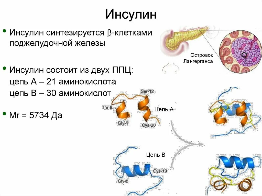 Соматотропин поджелудочной железы. Гормон поджелудочной железы инсулин. Какие клетки поджелудочной железы синтезируют инсулин. Гормон инсулин синтезируют клетки. Какие клетки поджелудочной железы синтезируют гормон инсулин?.