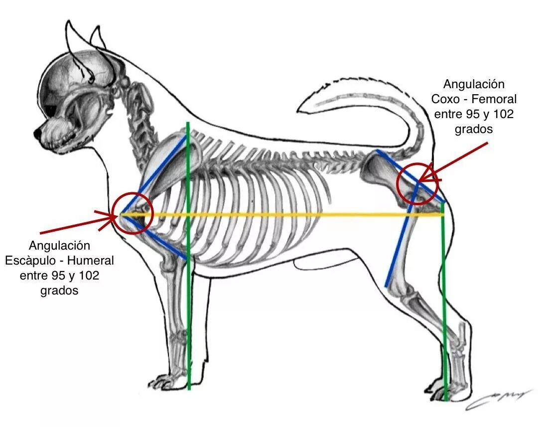 Грудная клетка чихуахуа. Схема позвонков у собак. Грудная клетка собаки. Можно печень йорку