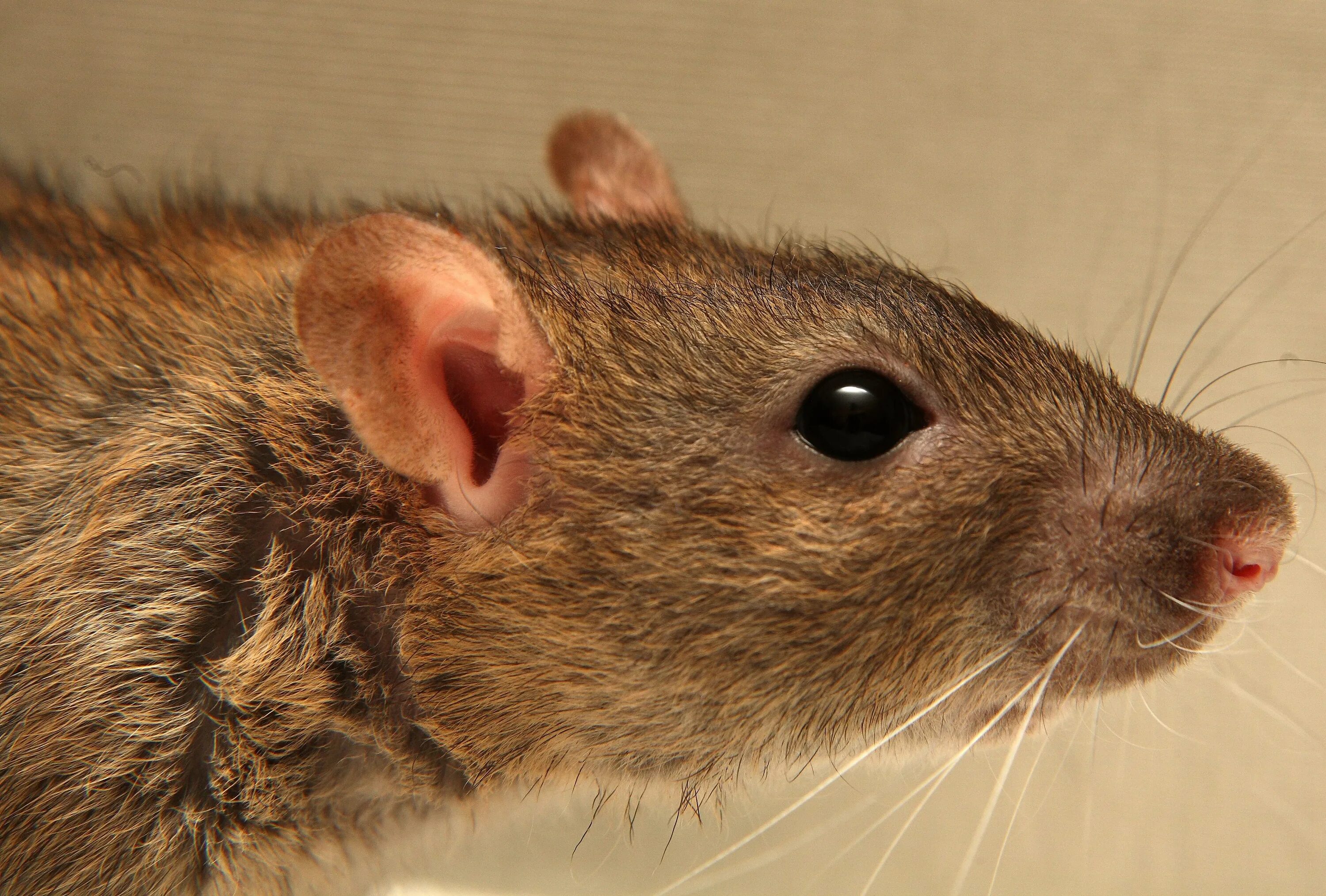 Щур крыса. Голова крысы референс. Голова крысы сбоку. Rat профиль