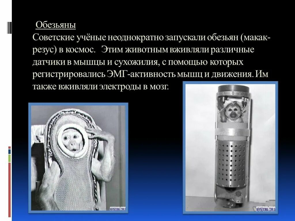 В космос уже неоднократно запускали. Обезьяны в космосе презентация. Советские обезьяны в космосе. Питание в космосе презентация.