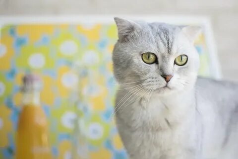 Обои с кошками