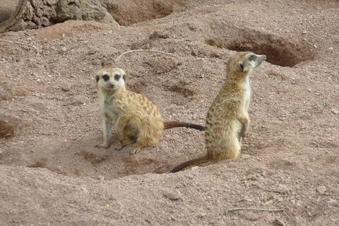 Кто живет в пустыне из животных